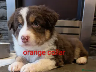 Australian Shepherd dogs Australian shepherd puppies - Advert 2