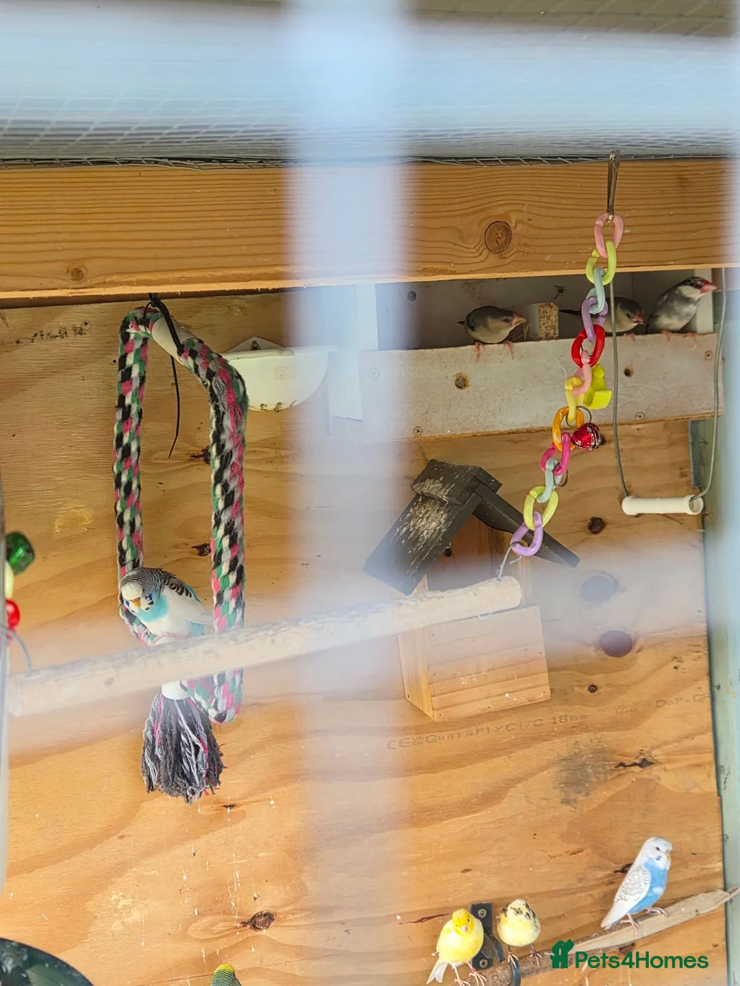 Mixed Breed birds for sale: Mixed birds for sale  in Worksop - Advert 2