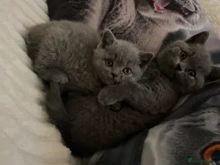 British Shorthair cats PURE BRITISH SHORTHAIR KITTENS - Advert 9