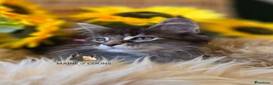 Maine Coon 9