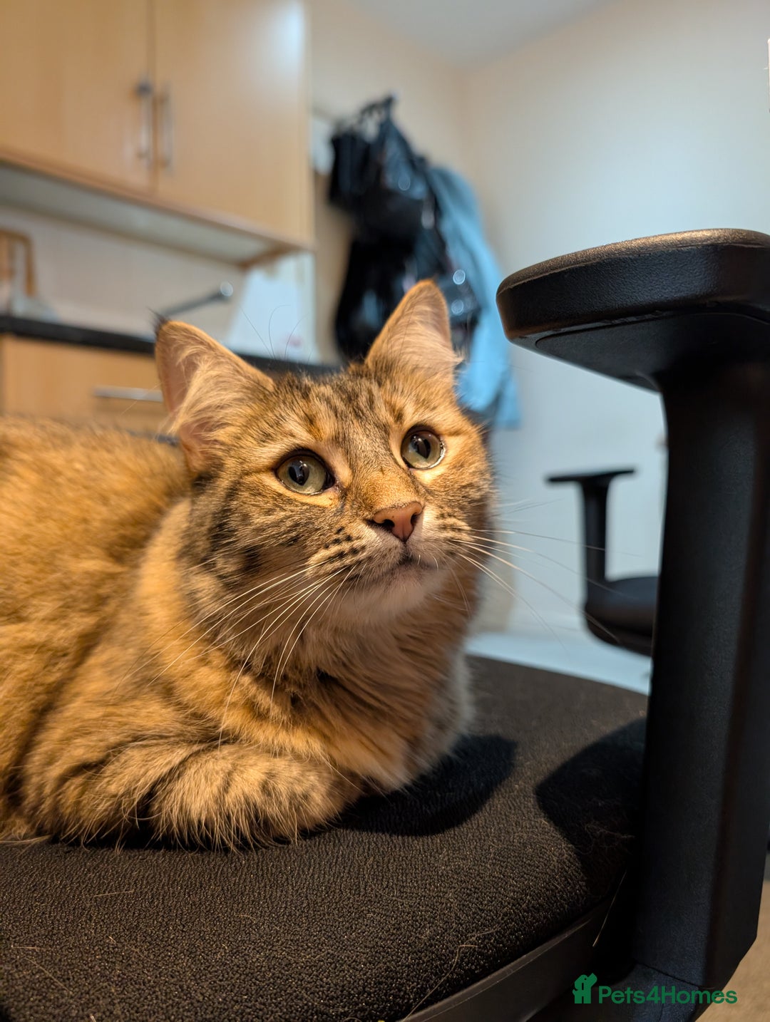 Mixed Breed cats for sale: Ayva-Loving cat look for a new home - Advert 3