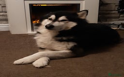 Alaskan Malamute dogs for stud: For stud alaskan malamute  - Image 2