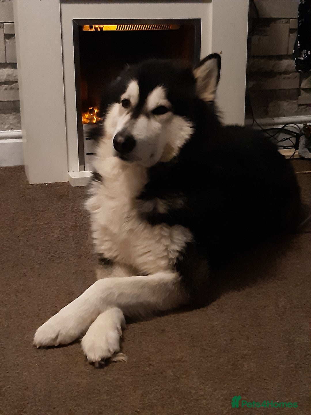 Alaskan Malamute dogs for stud: For stud alaskan malamute  - Image 2