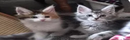 Maine Coon cats for sale: Beautiful Mainecoon kittens  - Advert 7