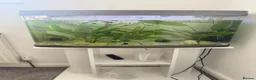 Mollies fish for sale: Molly Fish with full tank setup  - Advert 4