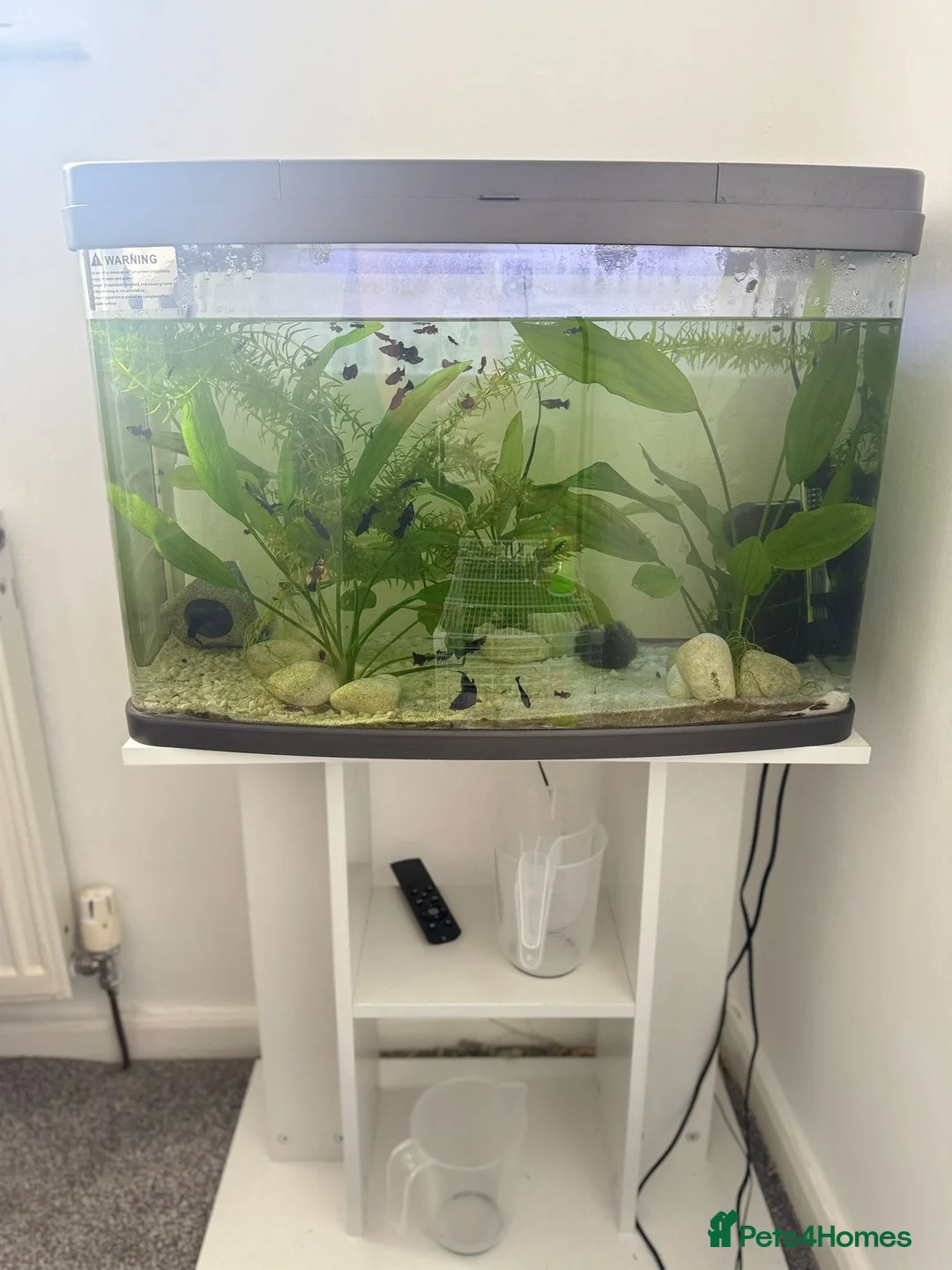 Mollies fish for sale: Molly Fish with full tank setup  - Advert 4