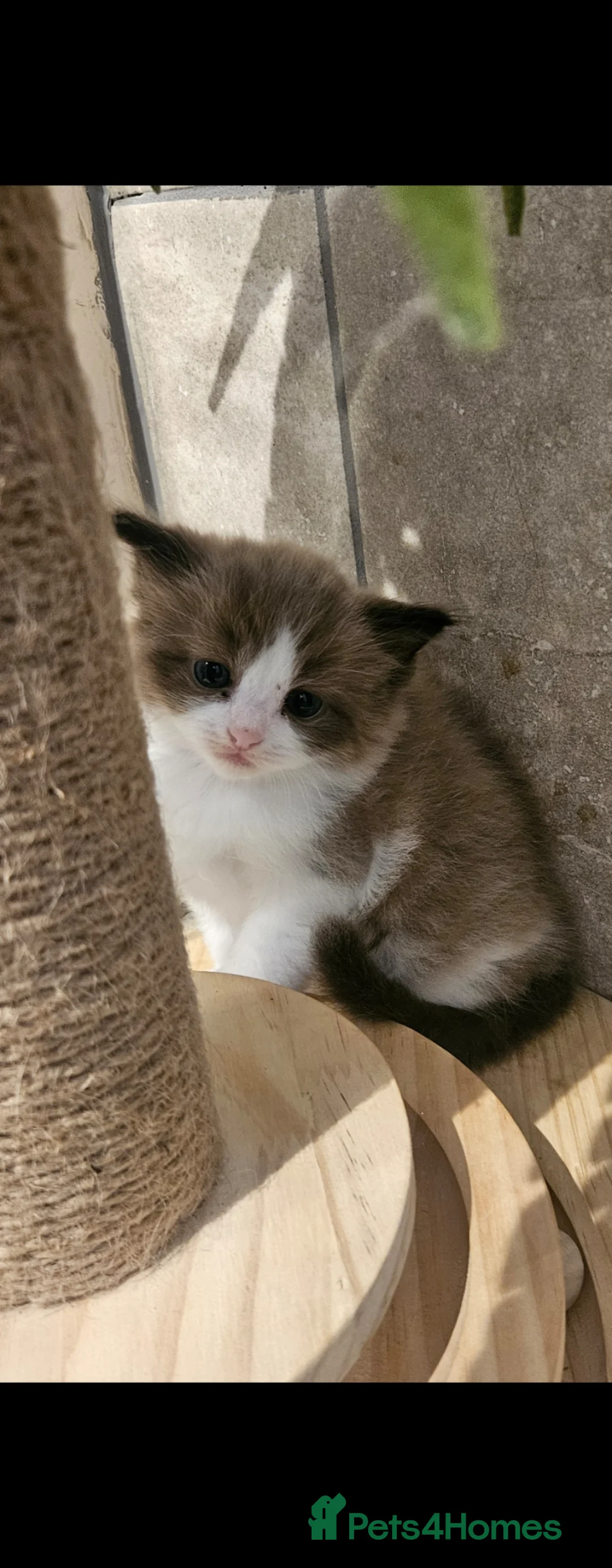 Ragdoll cats for sale: Gorgeous bicolour ragdolls  - Advert 1