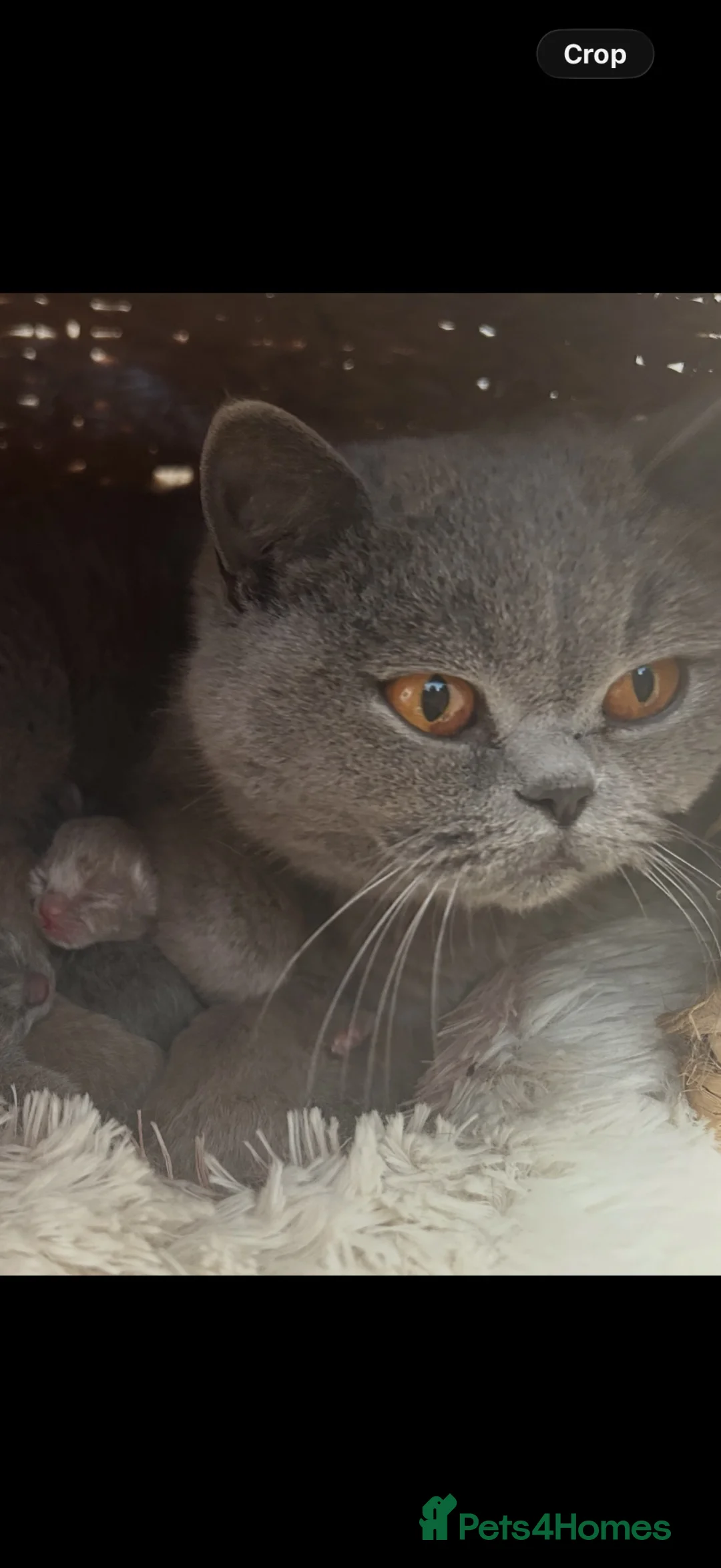 British Shorthair cats for sale: Blue & lilac kittens available  in Haywards Heath - Advert 4