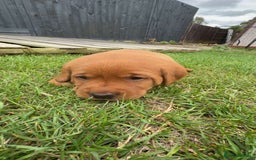 Labrador Retriever dogs for sale: Exquisite Fox Red Labrador Puppies – KC Reg in Chesterfield - Image 36
