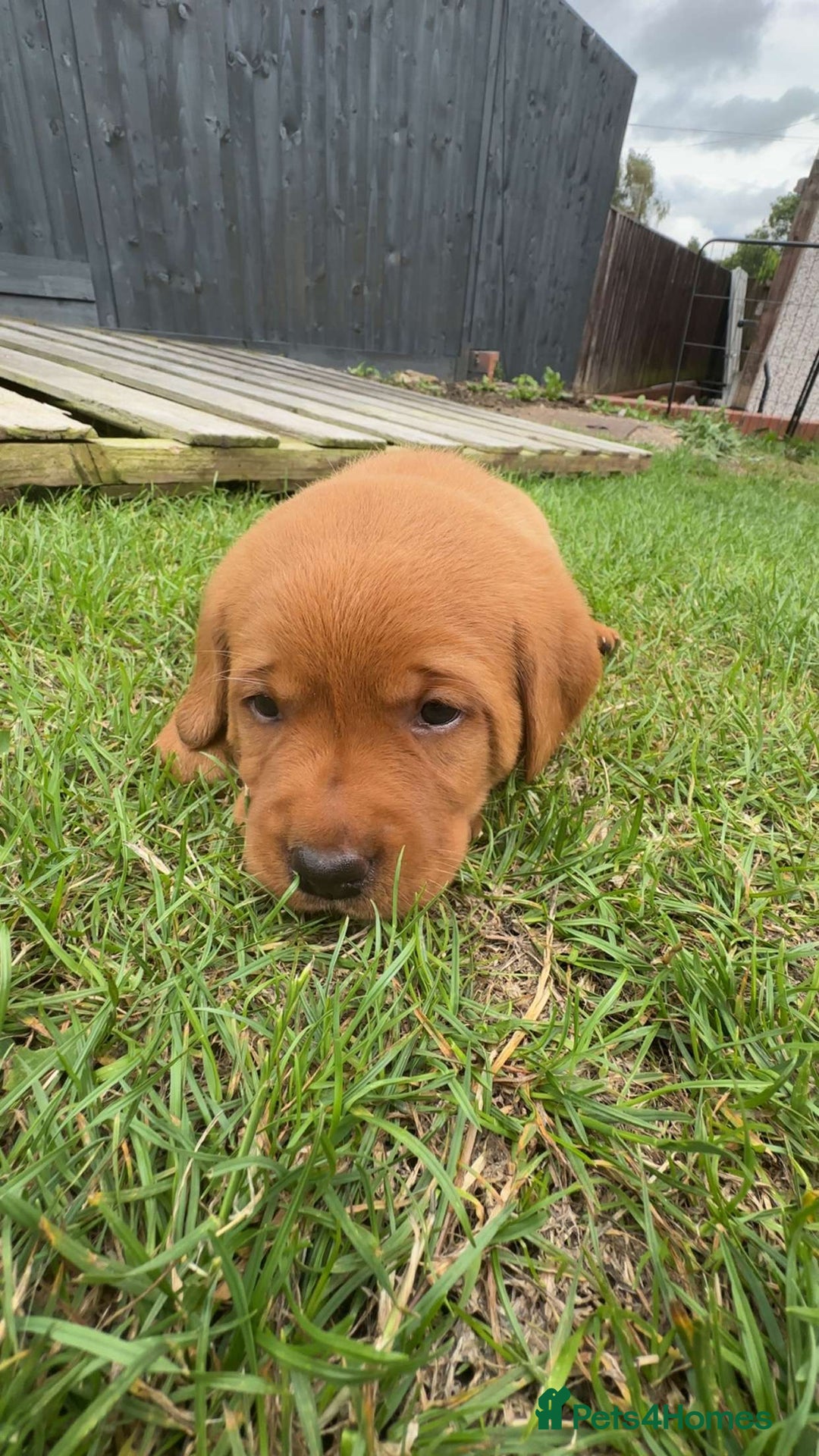 Labrador Retriever dogs for sale: Exquisite Fox Red Labrador Puppies – KC Reg in Chesterfield - Image 36