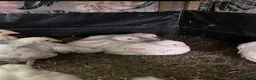 Chickens poultry for sale: Beautiful Light sussex roosters - Advert 2