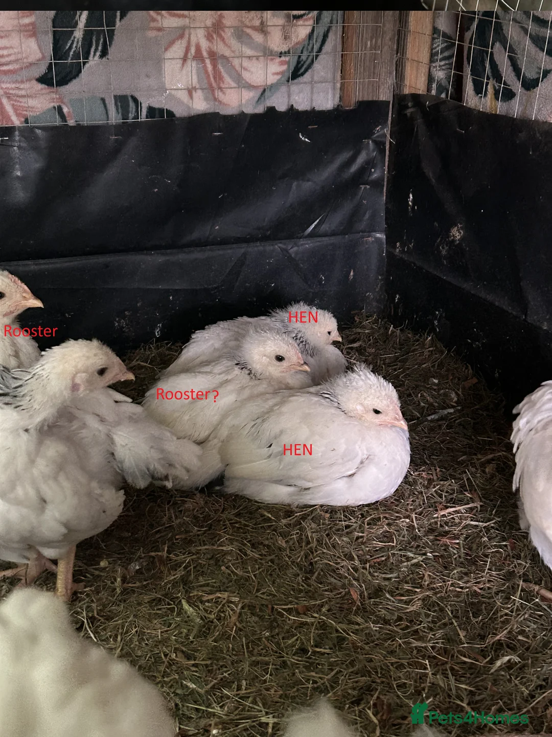 Chickens poultry for sale: Beautiful Light sussex roosters - Advert 2