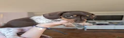 Miniature Dachshund dogs for sale: Miniature dachshund puppies KC registered  in Abergele - Advert 4