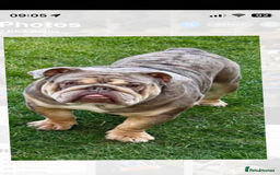 English Bulldog dogs for stud: Teddy bear 🧸 English bulldog stud in Newcastle upon Tyne - Image 1