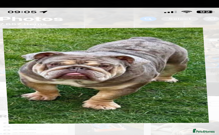 English Bulldog dogs in Newcastle upon Tyne - Advert 15