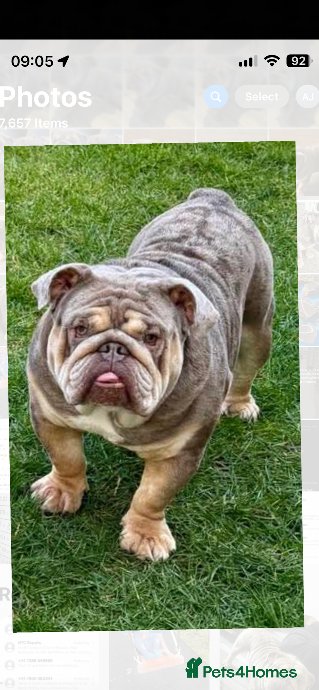 English Bulldog dogs for stud: Teddy bear 🧸 English bulldog stud in Newcastle upon Tyne - Image 1