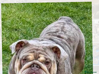 English Bulldog dogs in Newcastle upon Tyne - Advert 11