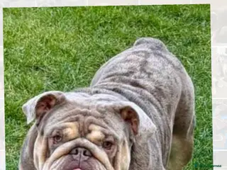 English Bulldog dogs Teddy bear 🧸 English bulldog stud in Newcastle upon Tyne - Advert 5