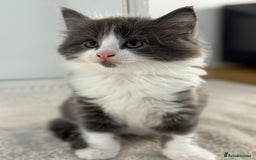 Ragdoll cats for sale: RAGDOLL MIX KITTENS FOR SALE - Image 13