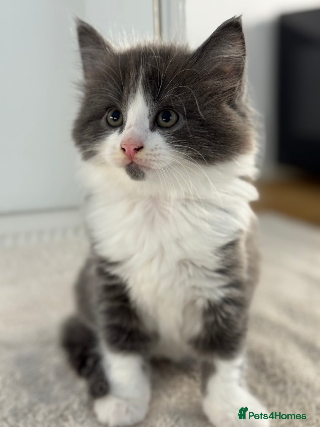Ragdoll cats for sale: RAGDOLL MIX KITTENS FOR SALE - Image 13