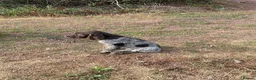 Mixed Breed dogs for sale: Puppies mum and dad here great nature rock steady  - Advert 10