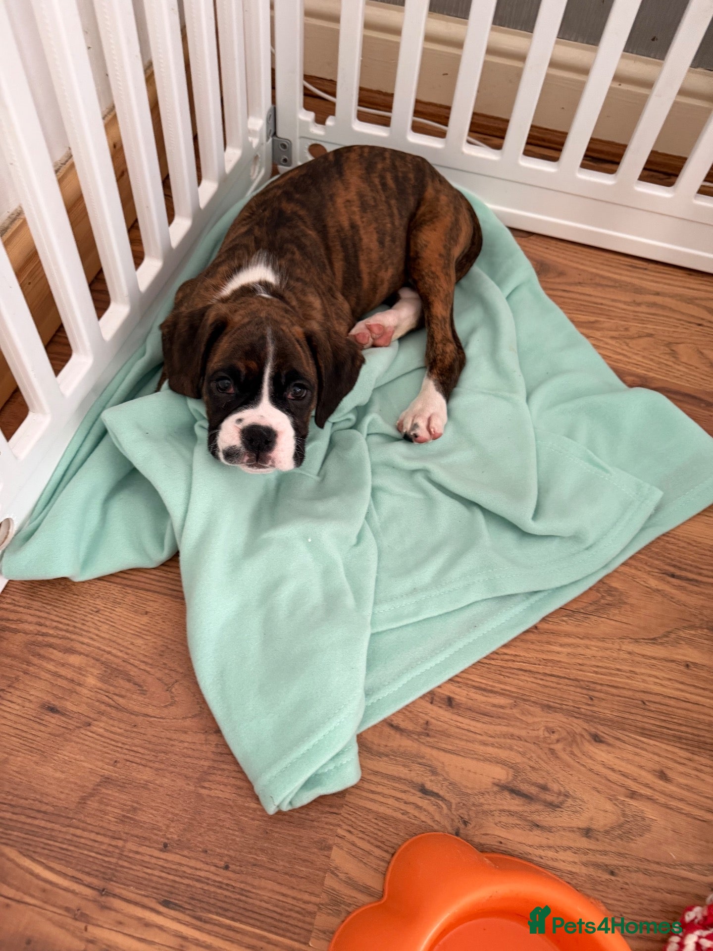 Boxer dogs Kc reg Boxer female pup left  - Advert 2