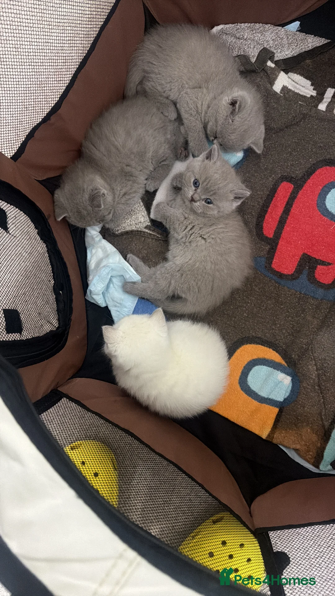 British Shorthair cats for sale: Kitten ready for Loving homes  - Advert 2