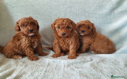 Toy Poodle dogs for sale: Red KC Toy Poodle small puppies - Image 1