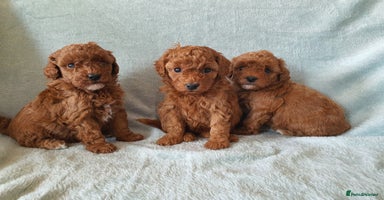 Toy Poodle dogs - Advert 4