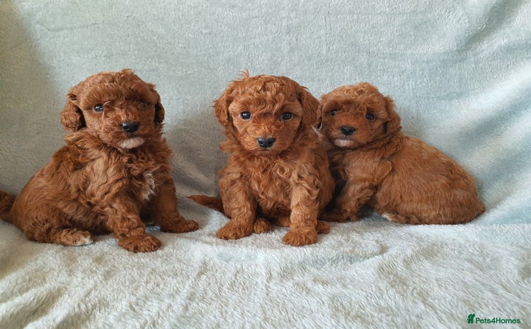 Toy Poodle dogs - Advert 7