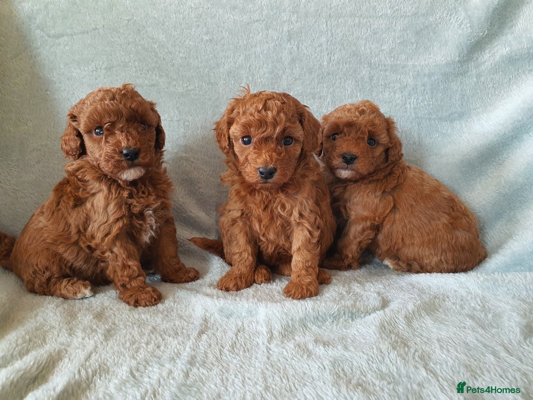 Toy Poodle dogs for sale: Red KC Toy Poodle small puppies - Image 1