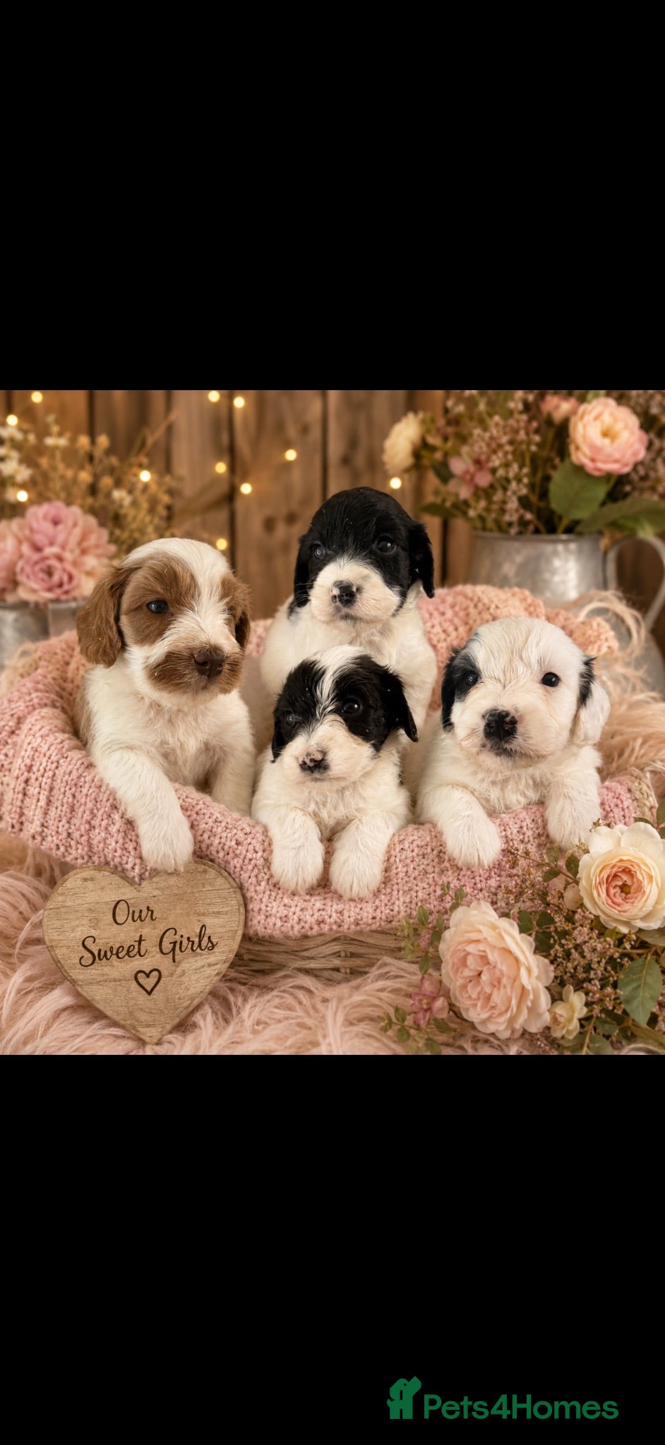 Cockapoo dogs Beautiful cockerpoo puppies still available 🩷🩵 - Advert 2