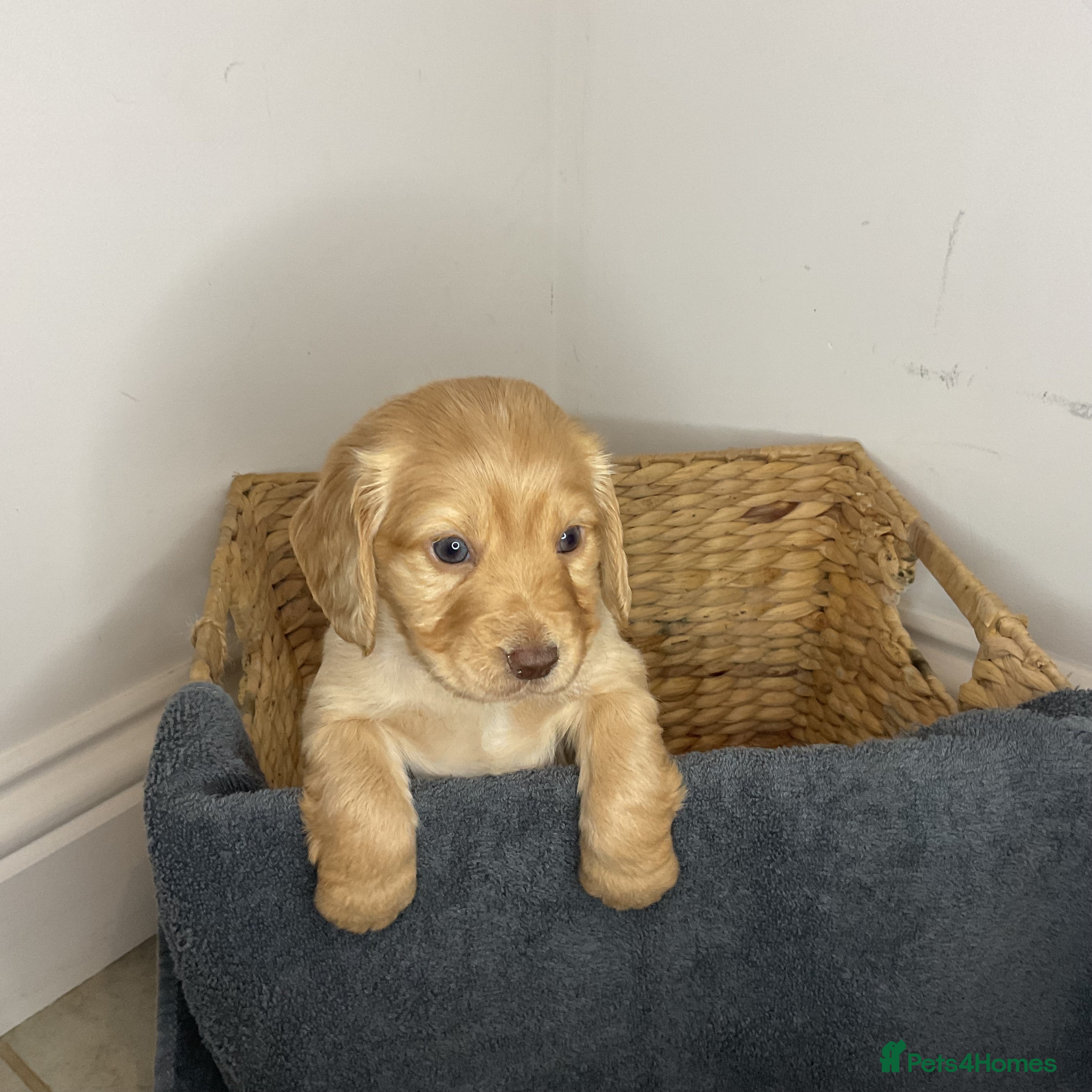 Cocker Spaniel dogs Hereditary clear working cocker spaniels - Advert 3