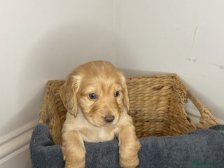 Cocker Spaniel dogs Hereditary clear working cocker spaniels - Advert 3