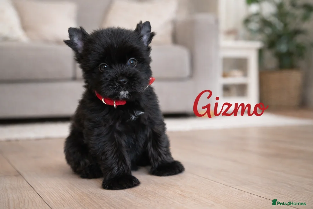 Yorkshire Terrier dogs for sale: Yorkshire Terrier  - Advert 8