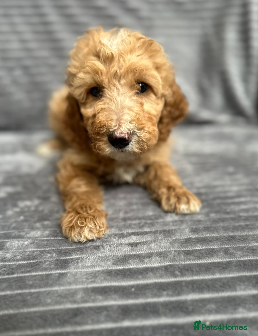 Goldendoodle dogs for sale: STUNNING GOLDEN DOODLES READY NOW - Image 18