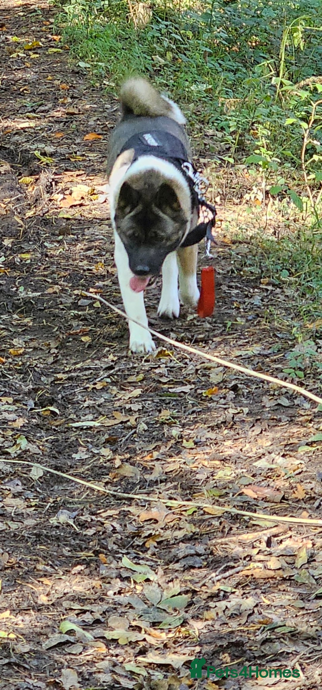 Akita dogs for sale: 🐾 American Akita Puppies for Forever Homes 🐾 - Image 6