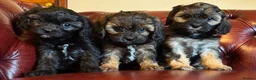 Cavapoo dogs for sale: F1 cavapoo stunning unusual colours  - Advert 19