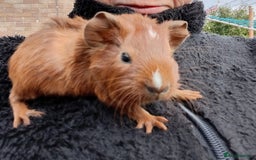 Guinea Pig rodents for sale: Baby guinea pigs  - Image 7