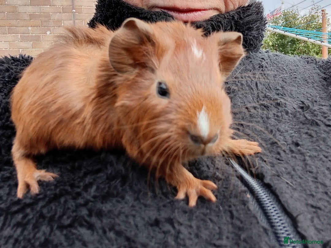 Guinea Pig rodents for sale: Baby guinea pigs  - Image 7