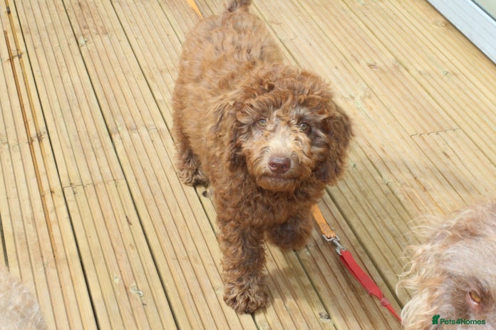 Labradoodle dogs - Advert 3