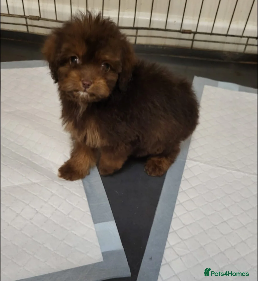 Cavapoo dogs for sale: 4 beautiful fb1 cavapoo puppies for sale!!  - Advert 11