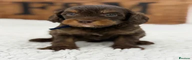 Cavapoo 3