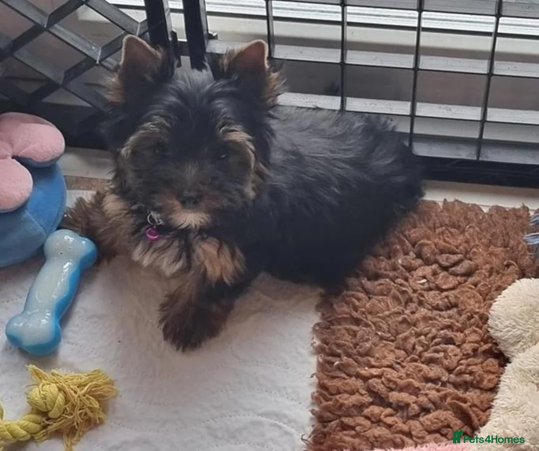 Yorkshire Terrier dogs for sale: Fearless Spirit, Affectionate Heart — Yorkies  in Sunderland - Advert 15