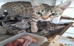 Savannah cats for sale: Savanna kittens  - Image 1