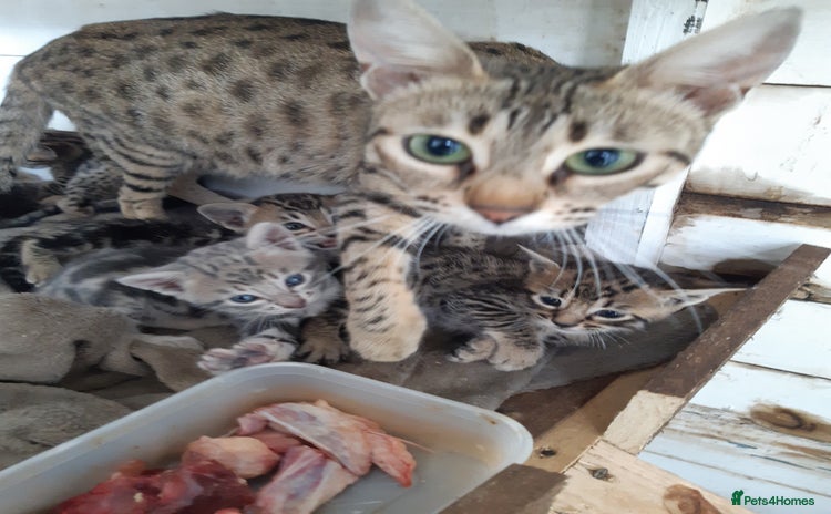 Savannah cats - Advert 1