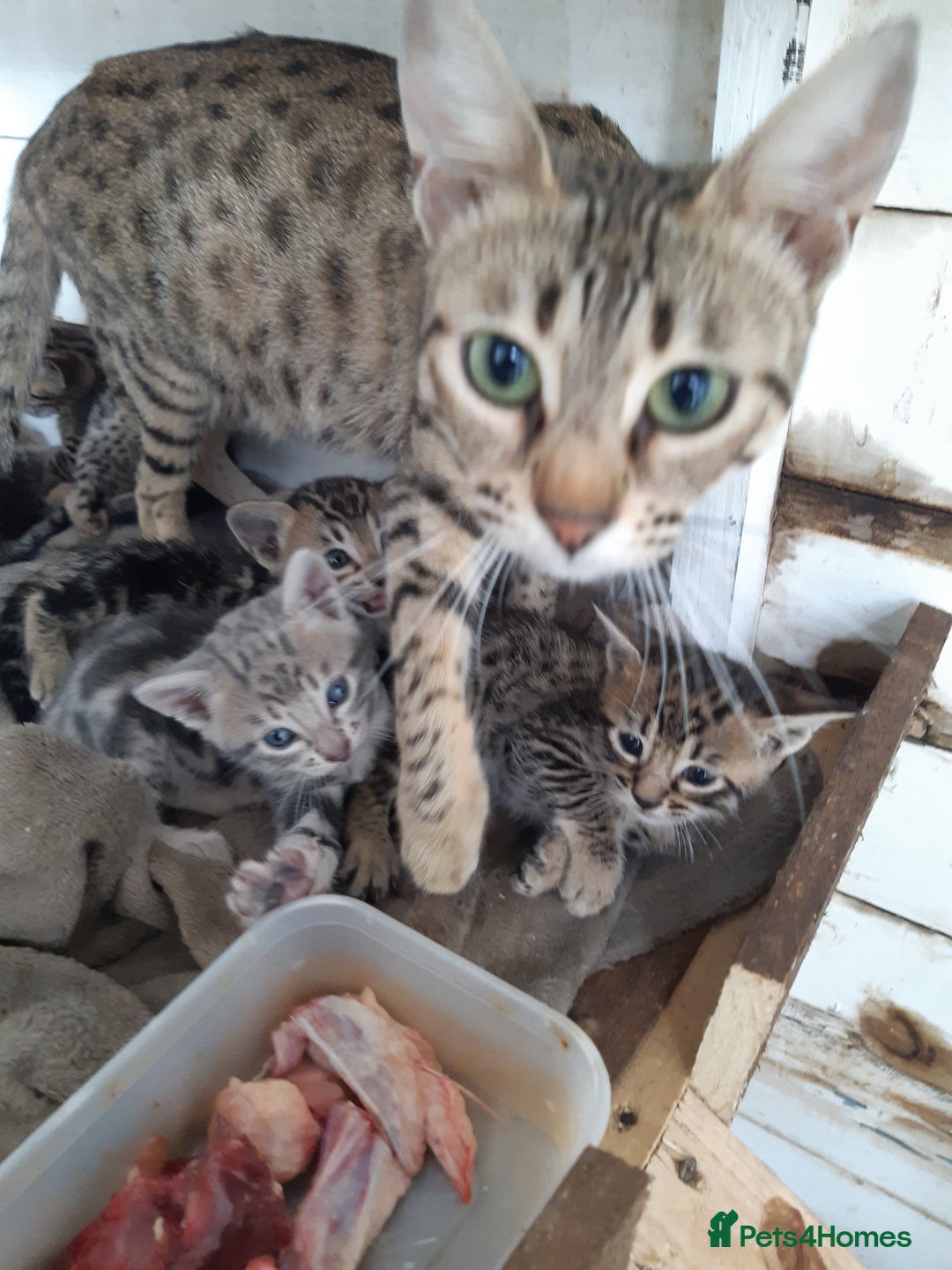 Savannah cats for sale: Savanna kittens  - Image 1