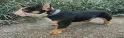 French Bulldog dogs for stud: Choc Tan French bulldog Stud - Advert 1