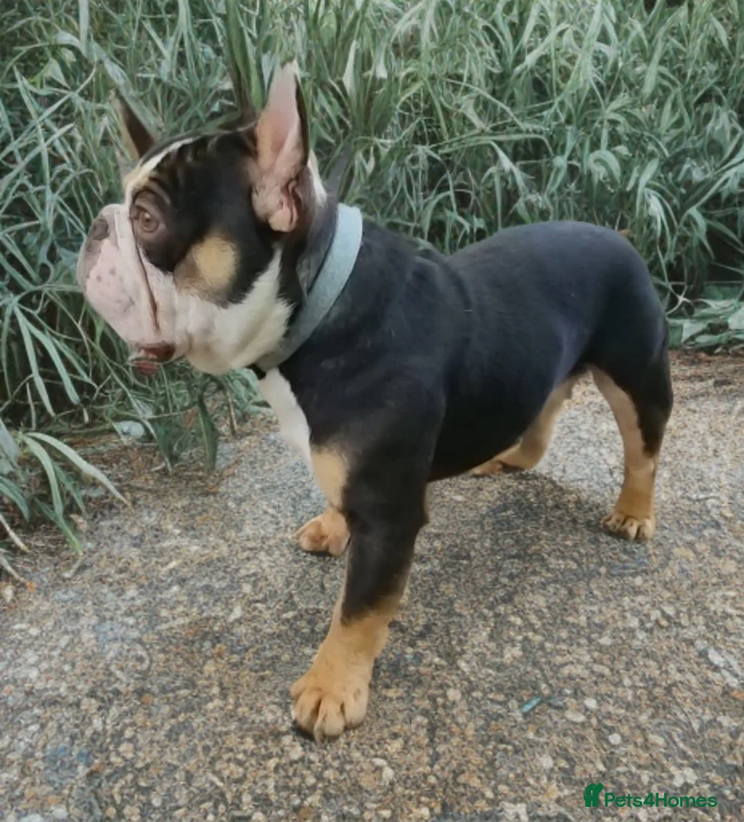 French Bulldog dogs for stud: Choc Tan French bulldog Stud - Advert 1