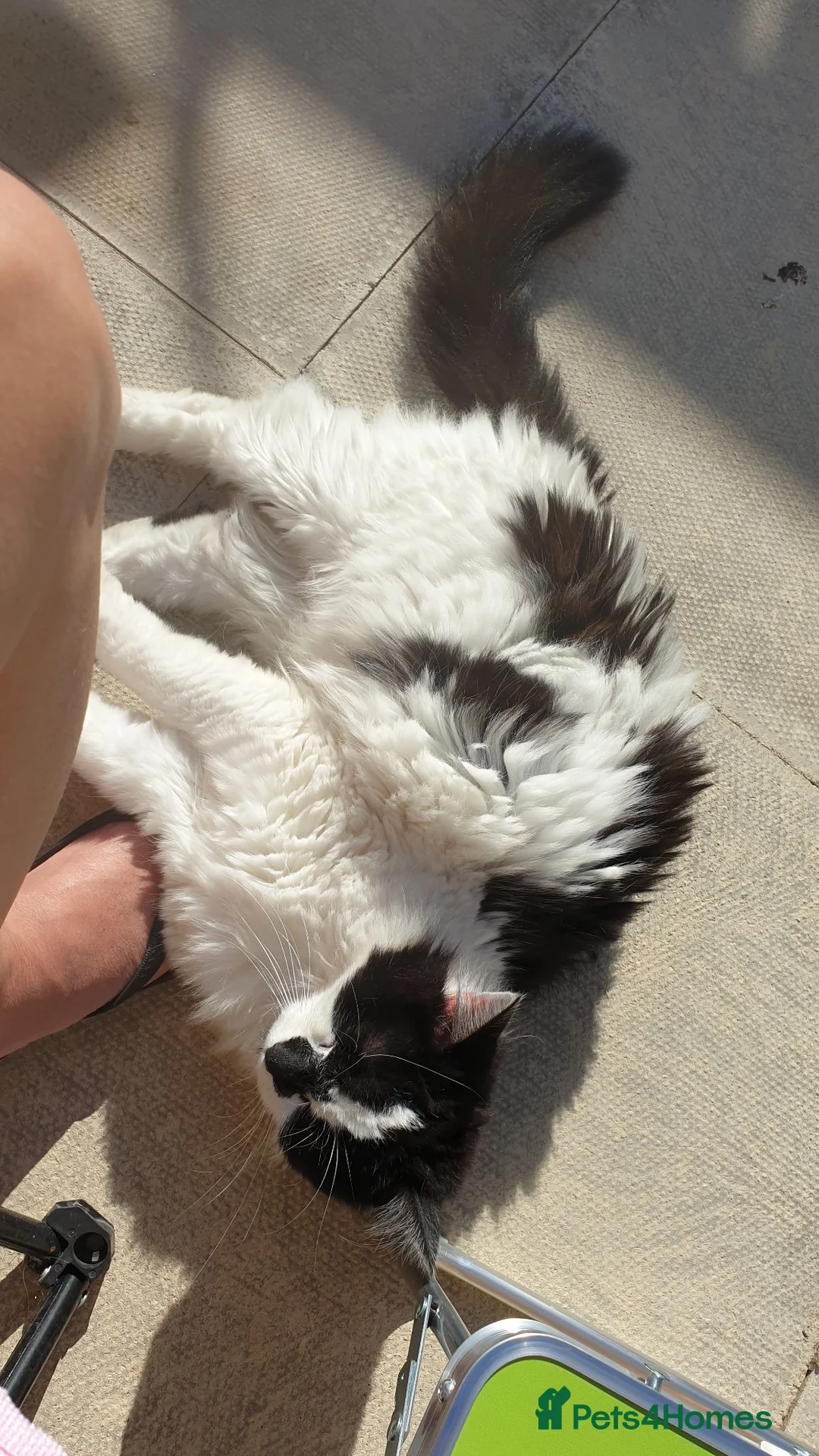 British Longhair cats for sale: Puffin needs a home - Advert 2